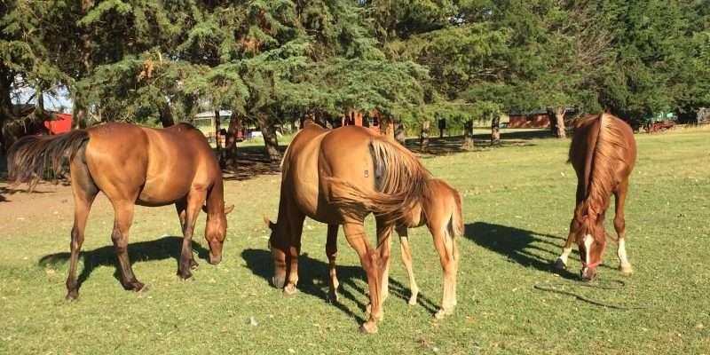Disfrutar de las naturaleza en Rodizio Campo en Luj&aacute;n