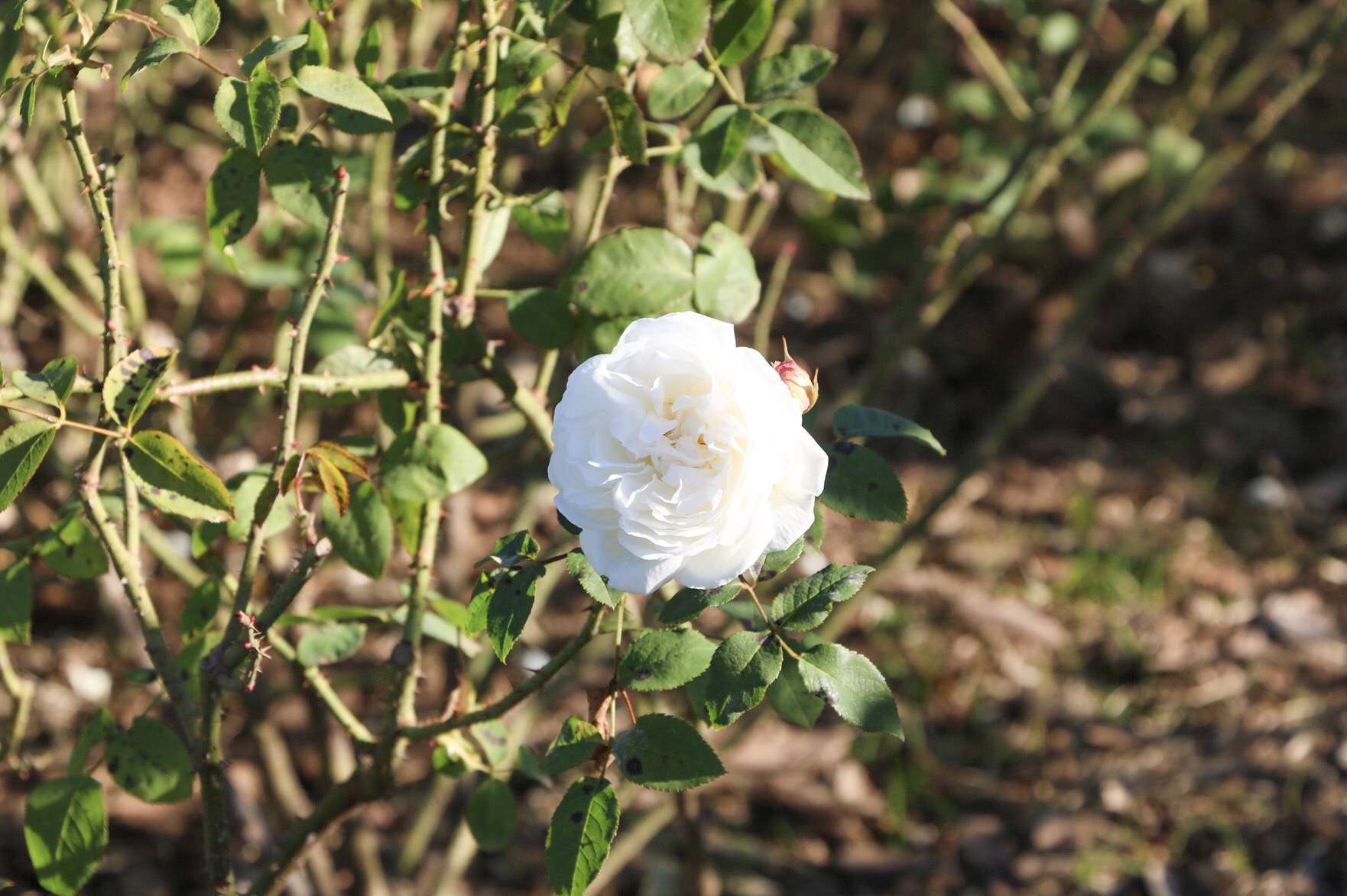 image00010