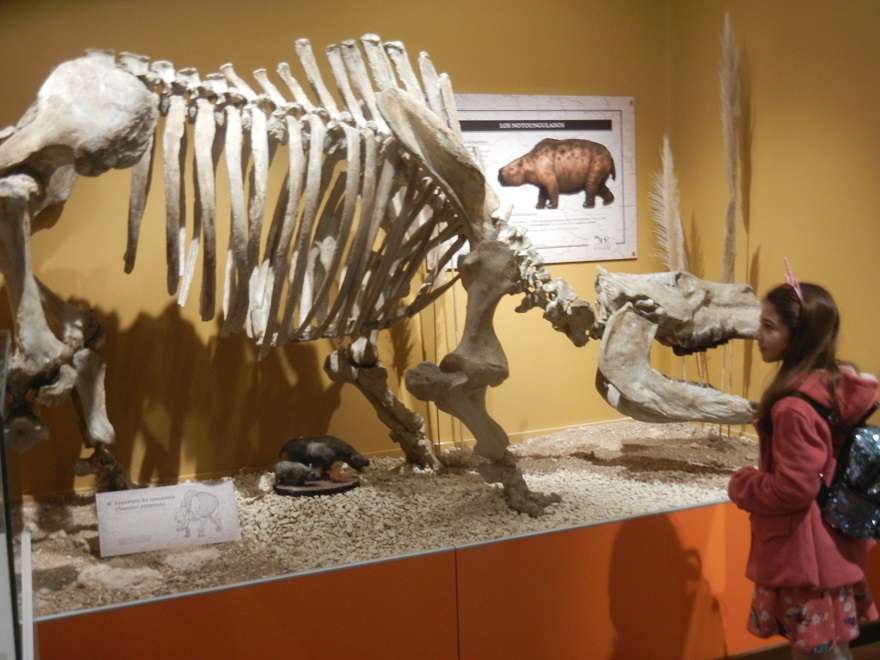 Miramar Museo Ciencias Naturales 09